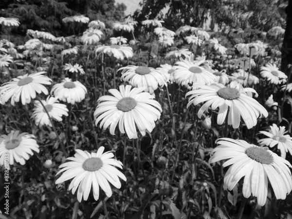 Obraz 白黒写真のシャスタ・デイジー