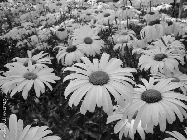 Obraz モノクロ写真のシャスタ・デイジーの花