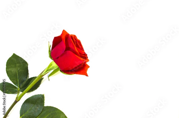 Fototapeta withering rose