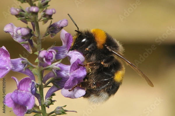 Obraz bumble bee pollinates purple flowers 