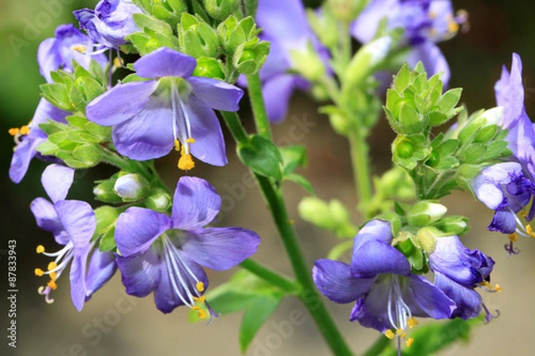 Obraz Polemonium yezoense 'Bressingham Purple'