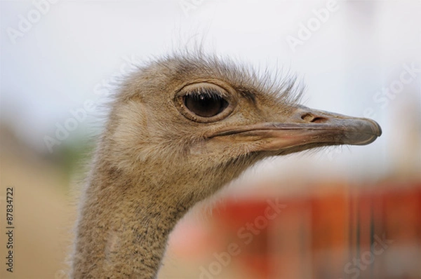 Obraz Photography of ostrich head in profile