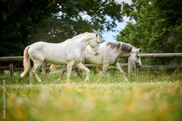 Fototapeta Couple of grey horses trotting in a field