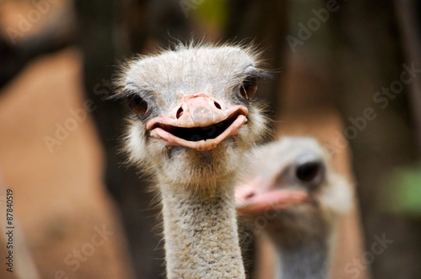 Obraz ostrich