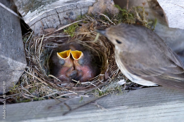Fototapeta Spotted flycatcher feeding her two hungry hatchlings in the nest box.