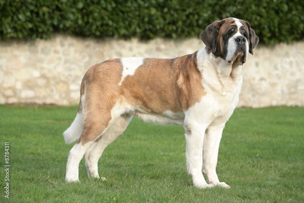 Fototapeta Saint Bernard