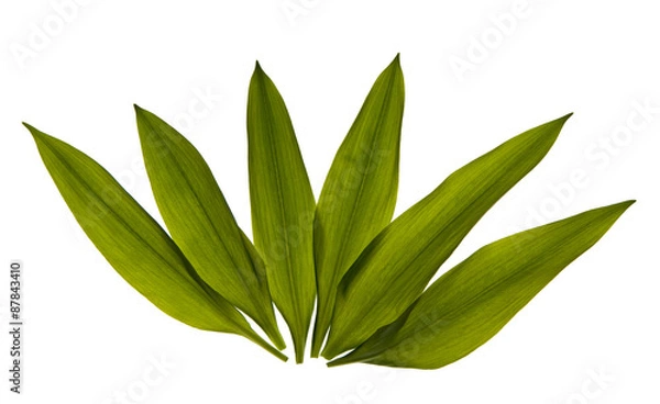 Fototapeta Bärlauch