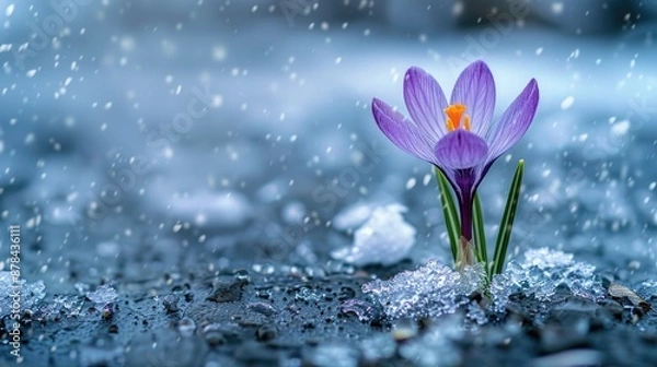 Fototapeta crocus blooming in melting snow, close up,
