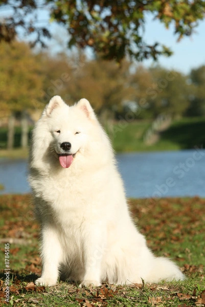Fototapeta Samoyede