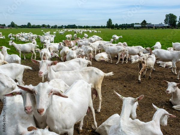 Obraz Geitenboerderij in Maarsbergen - Geitenboerderij in Maasbergen
