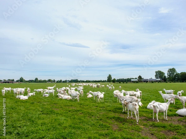 Obraz Geitenboerderij in Maarsbergen - Geitenboerderij in Maasbergen