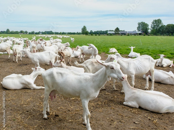 Obraz Geitenboerderij in Maarsbergen - Geitenboerderij in Maasbergen