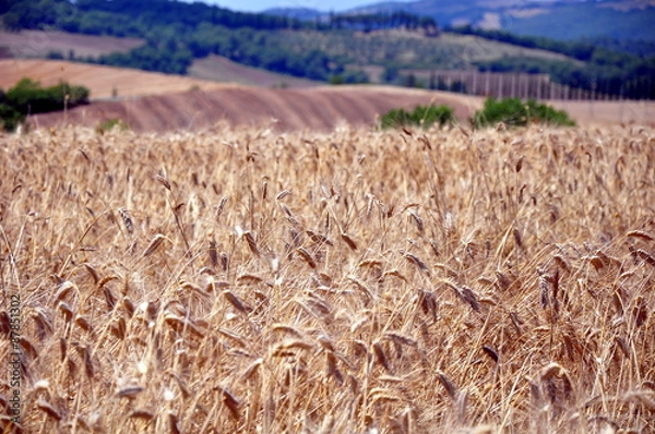 Fototapeta Harvested Wheat Field with the Hills in background in Italy