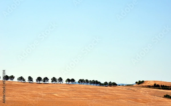 Fototapeta Harvested Wheat Field And Trees In A Row