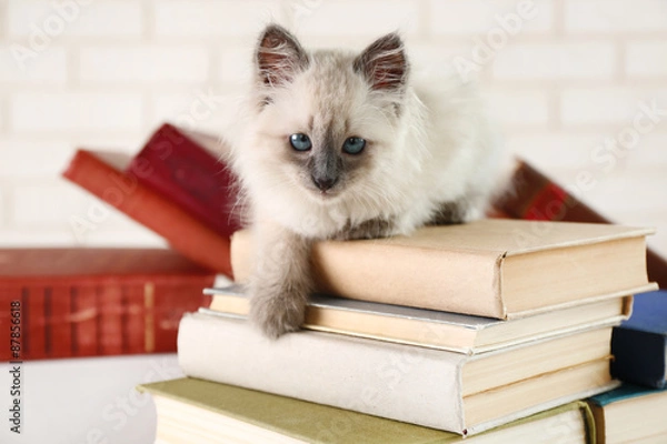 Fototapeta Cute little cat with books on light background