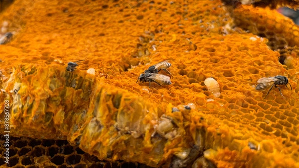 Obraz Wild bees sucking nectar from the hive. Bee larvae. Honey. Honeycomb.