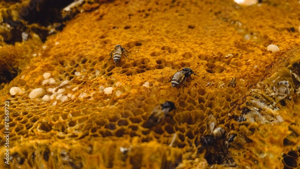 Obraz Wild bees sucking nectar from the hive. Bee larvae. Honey. Honeycomb.