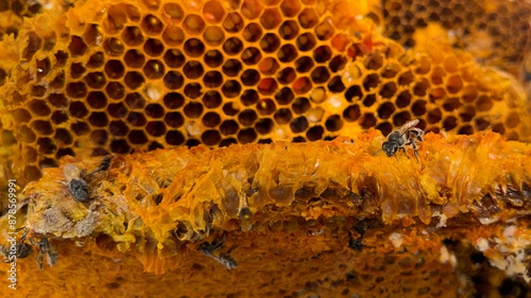 Fototapeta Wild bees sucking nectar from the hive. Bee larvae. Honey. Honeycomb.