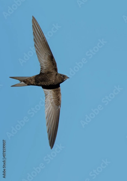 Fototapeta Common Swift (Apus apus) in flight. Bird in flight.
