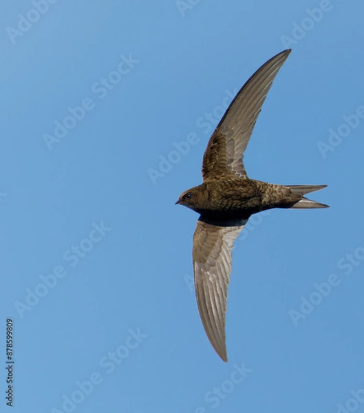 Fototapeta Common Swift (Apus apus) in flight. Bird in flight.
