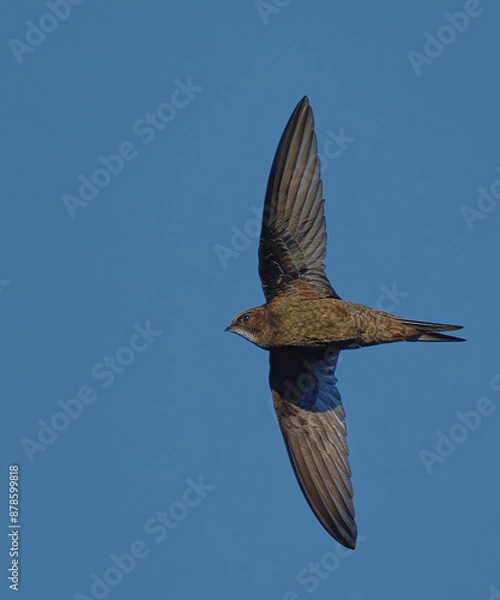 Fototapeta Common Swift (Apus apus) in flight. Bird in flight.