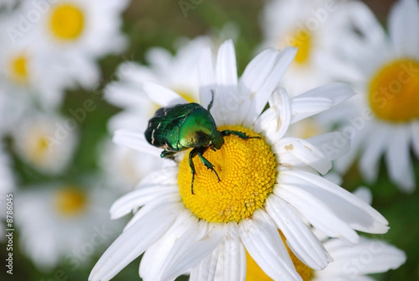 Obraz Green bug on a daisy (shallow DOF)