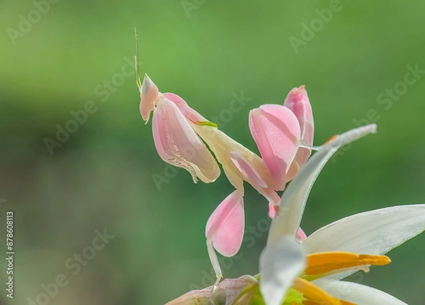 Fototapeta Mantis Orchid On Leaf