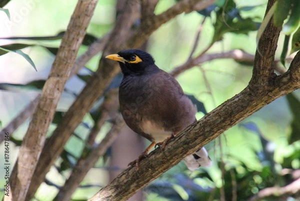 Obraz Myna-Vogel auf Mauritius