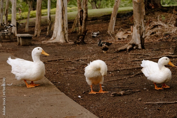 Obraz White Ducks in the Wild