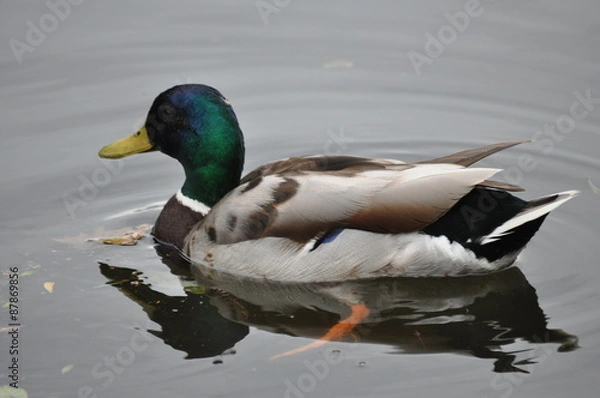 Fototapeta Stockente