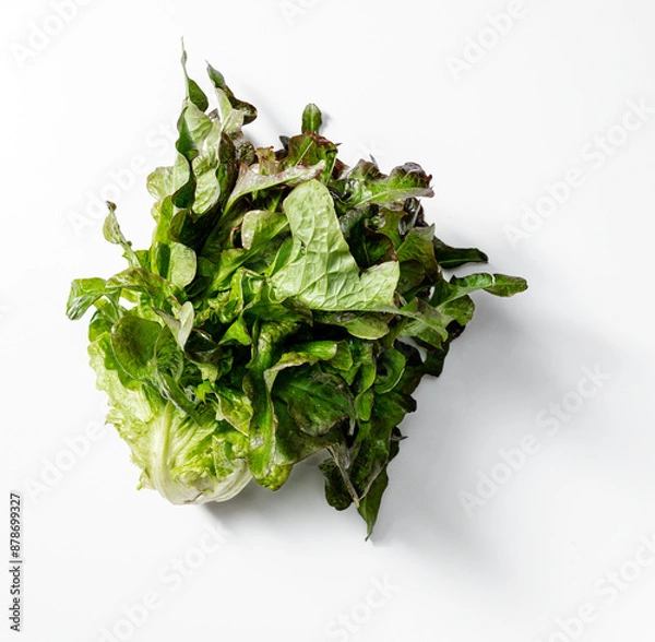 Obraz Lettuce head