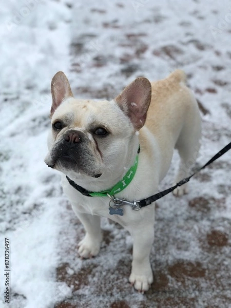 Fototapeta Snowy Pup