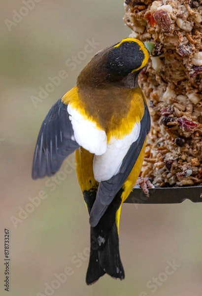 Obraz Birds on a Feeder