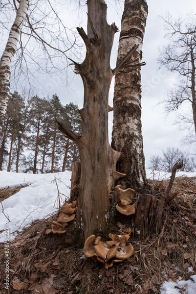 Fototapeta two different trees stand side by side like a family, and mushrooms grow between them at the bottom, very similar to a family