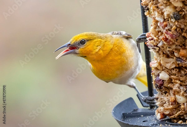 Obraz Oriole at Feeder