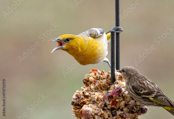Obraz Oriole at Feeder