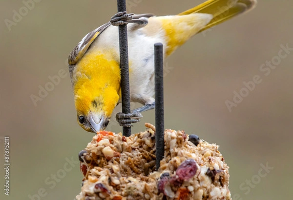Obraz Oriole at Feeder