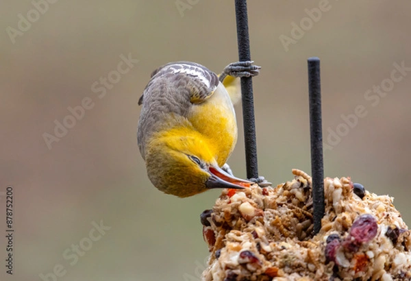 Obraz Oriole at Feeder