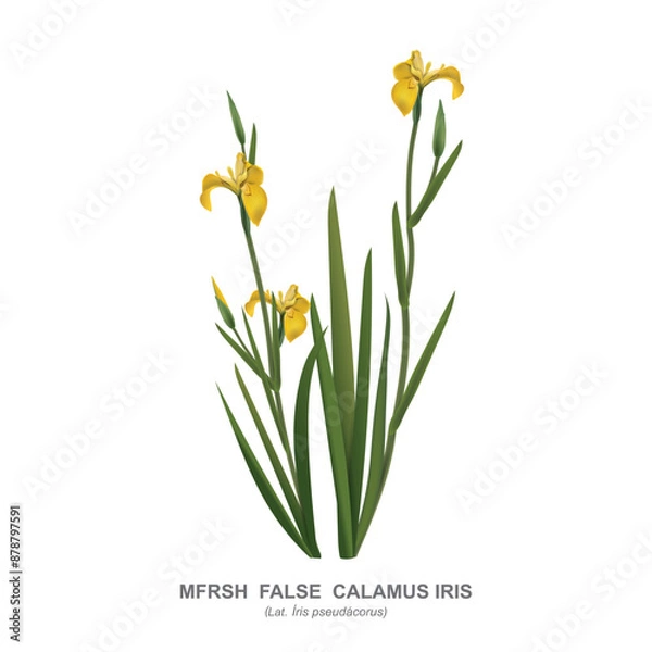 Fototapeta False calamus iris - marsh iris, Iris pseudacorus, is an aquatic wild medicinal plant with yellow flowers, used in garden design. Vector  realistic drawing isolated on white with the name of the plant
