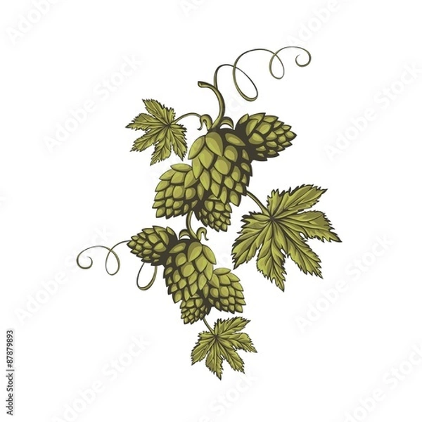 Obraz Green hops ornament.