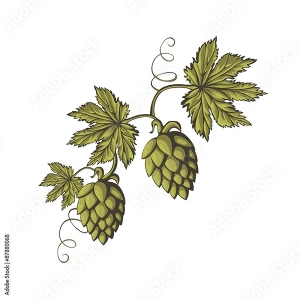 Obraz Branch of green hops.