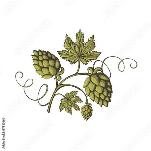 Obraz Green hops small ornament.