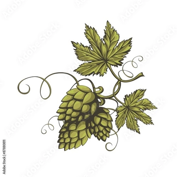 Obraz Branch of fresh green beer hops.