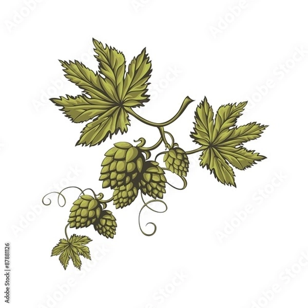 Obraz Stylized branch of green beer hops.