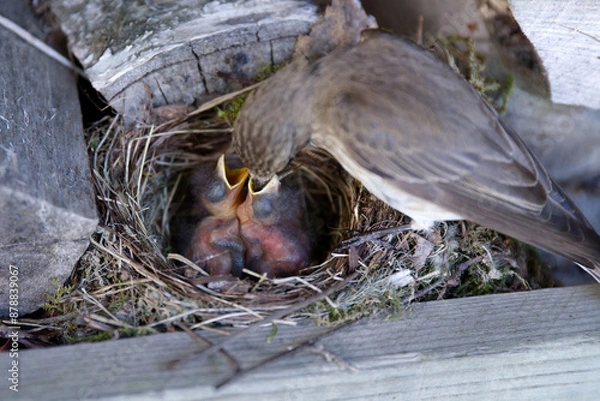 Fototapeta Spotted flycatcher feeding her two hungry hatchlings in the nest box.