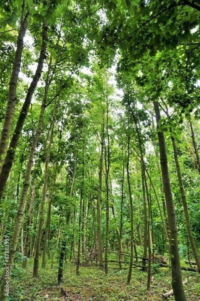 Fototapeta Lichtblick Wald Hoffnung 1