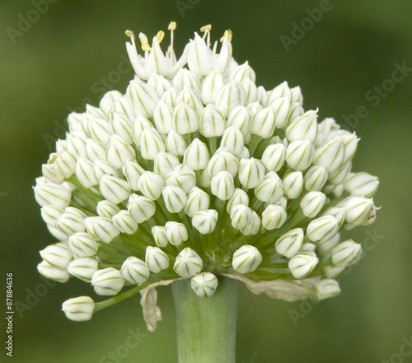 Obraz Flowering onion