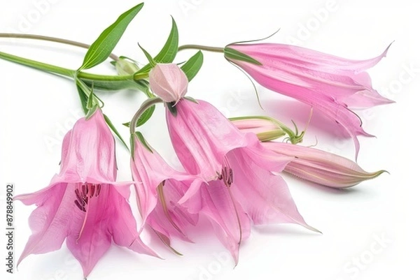 Fototapeta Pink Bellflower Isolated on White Background.