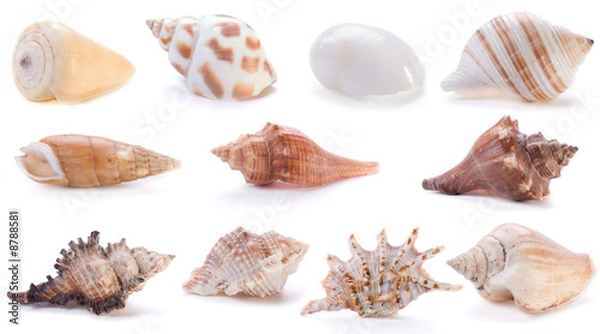 Obraz different sea shells(4)