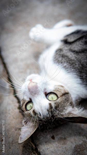 Fototapeta Gato pardo